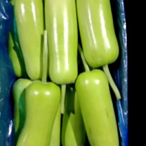 精品瓠子