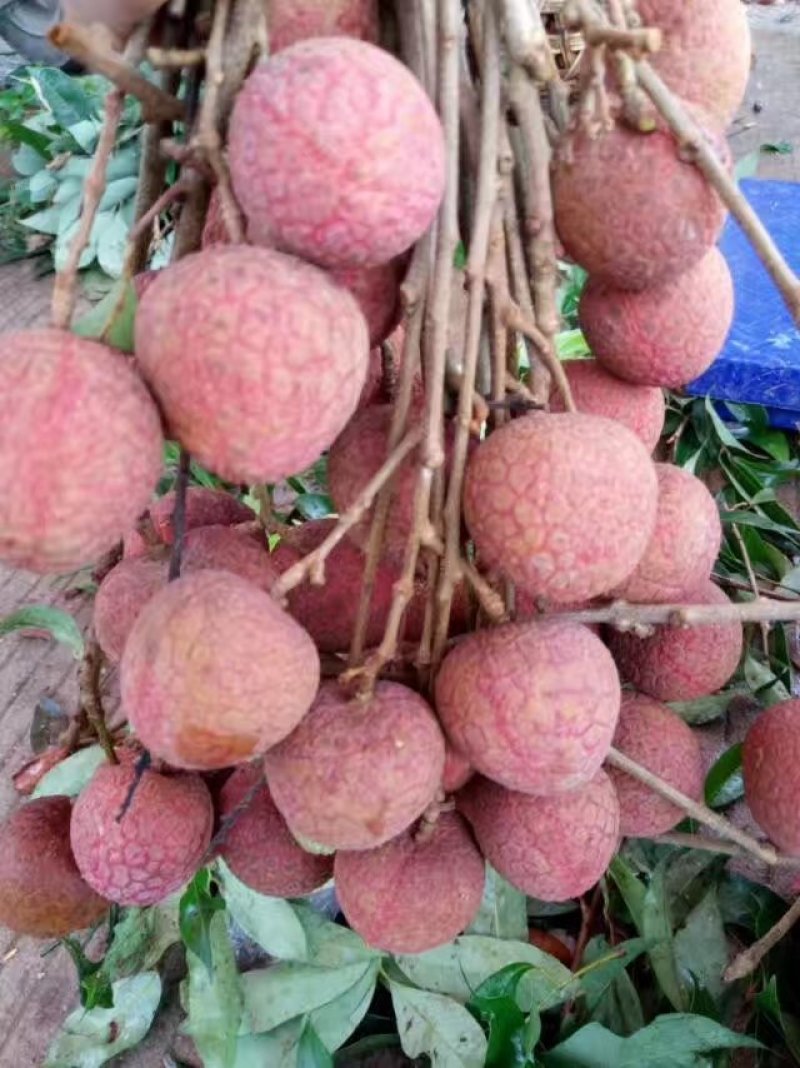 福建诏安荔枝已大量上市物美价廉支持一件代发批发