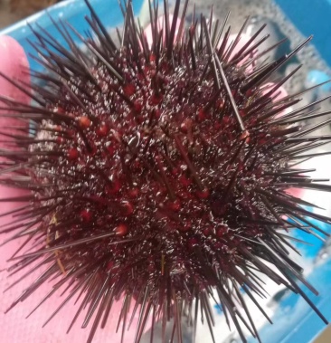 黑海胆,紫胆,大量有货,有量有价,可以空运!保证肥度