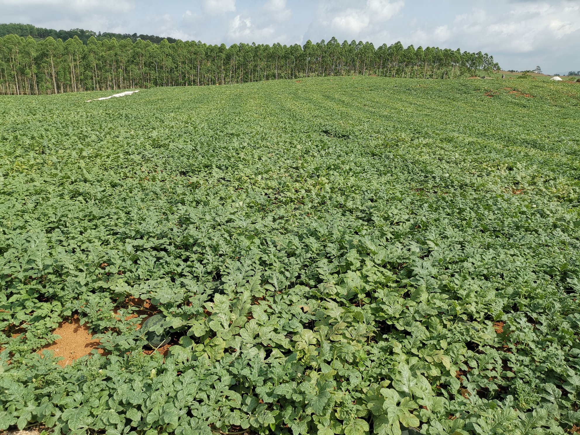 现代化西瓜种植基地，整齐排列的瓜田与滴灌管道清晰可见