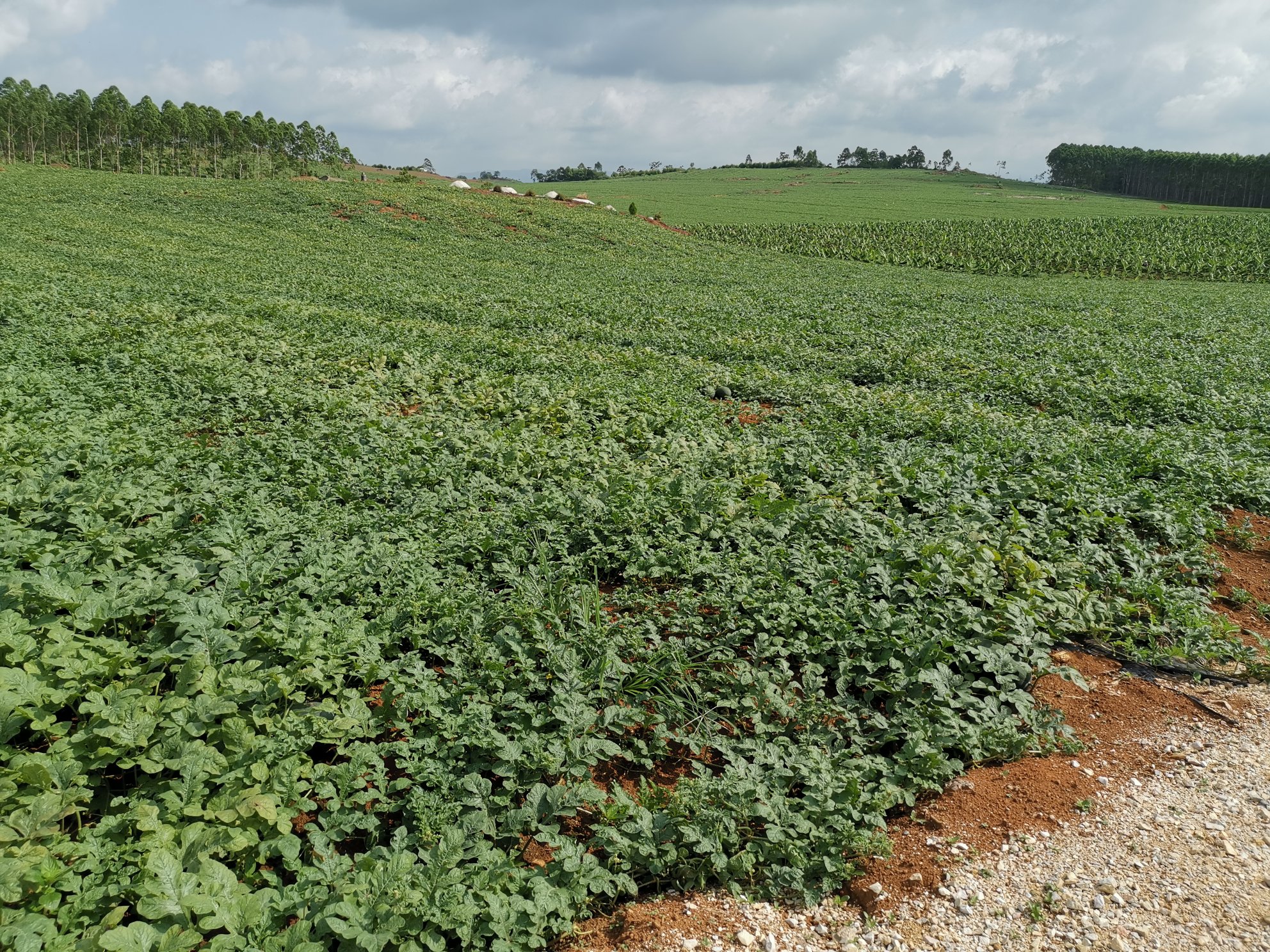 黑美人西瓜果园实景