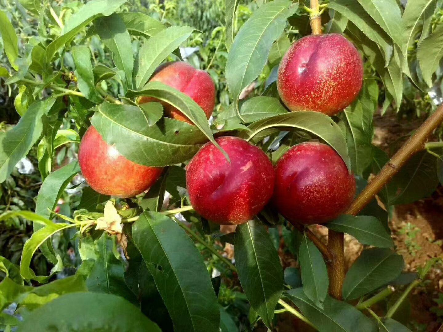 中油三十四号油桃树开花期实景