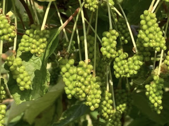 北五味子生长在森林中的实景照片