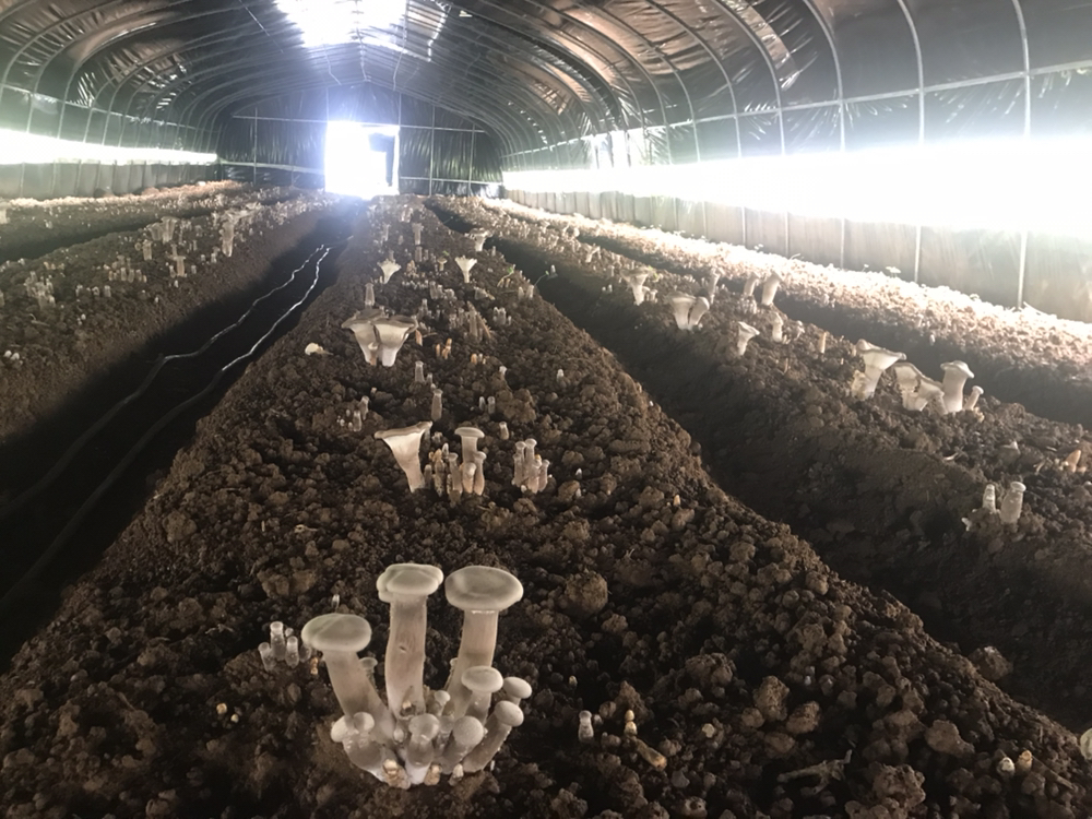 食用菌栽培基地实景图