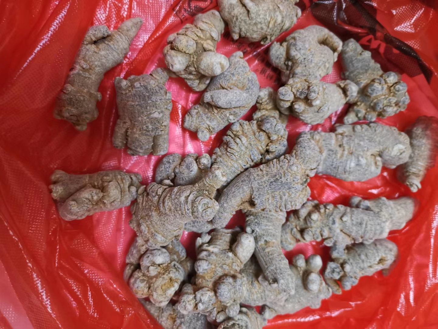 左侧为一份纸质检测报告,显示三七皂苷含量检测结果为8.6%,微生物指标合格;右侧为装在透明密封瓶中的三七粉与陈皮丝混合样品,背景为实验室工作台,配有放大镜和电子天平,体现专业质检环境 三七陈皮产品检测报告与实物对比图