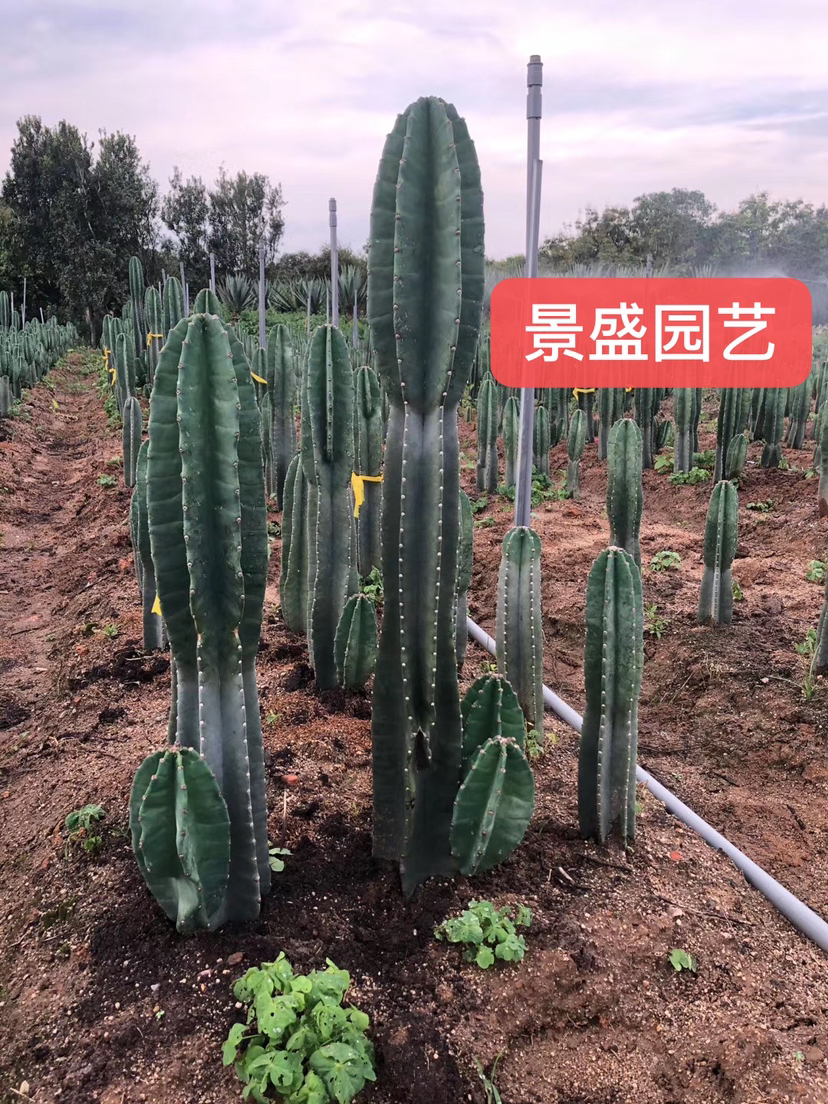 [仙人柱批发]福建漳州龙海区仙人柱 30.00元/棵量天尺 仙人 _ 一亩田