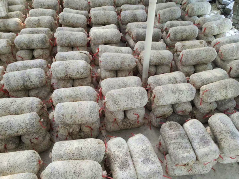 平菇菌棒1730出平菇用的菌包