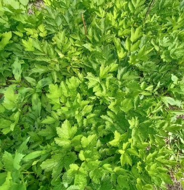 [批发]升麻二年苗价格0.60元/棵 - 一亩田