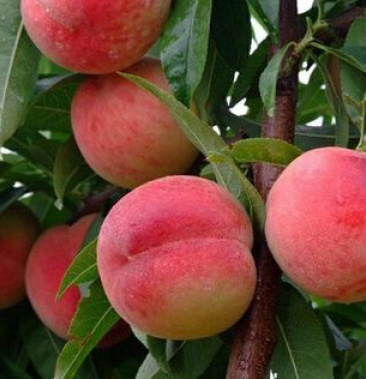 充国香桃色泽红润口感脆甜自家种植给钱就买