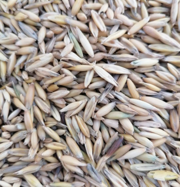 [批发]燕麦草种子价格1.60元/斤 - 一亩田