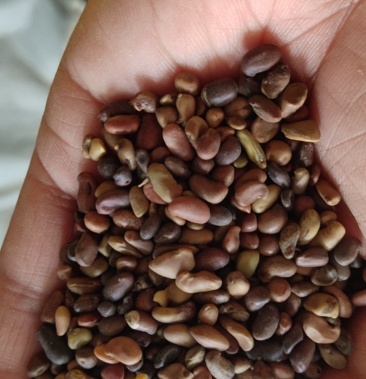 [柠条种子批发]柠条种子价格20.00元/公斤 - 一亩田