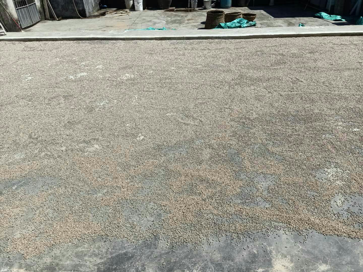 白胡椒果实正在晒干