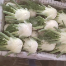 茴香球，张北基地直供，量大从优，货发全国