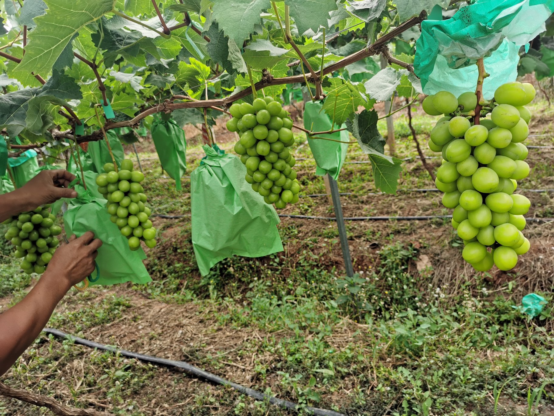 无人机俯拍视角下的岫玉青提种植园,整齐的葡萄架沿地势延展,绿叶间悬挂着成串的淡绿色果实,田间有工人正在采收作业,远处可见灌溉系统管道,整体画面展现现代化农业种植场景 岫玉青提果园航拍