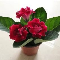 重瓣大岩桐盆栽芙蓉花苗室内客厅阳台花卉植物带花苞发货
