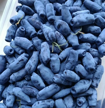 [蓝靛果批发]蓝腚果价格30.00元/斤 - 一亩田