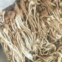 不开伞茶树菇（炖汤超营养）
