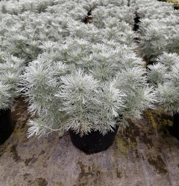 2030公分朝雾草出售精品朝雾草