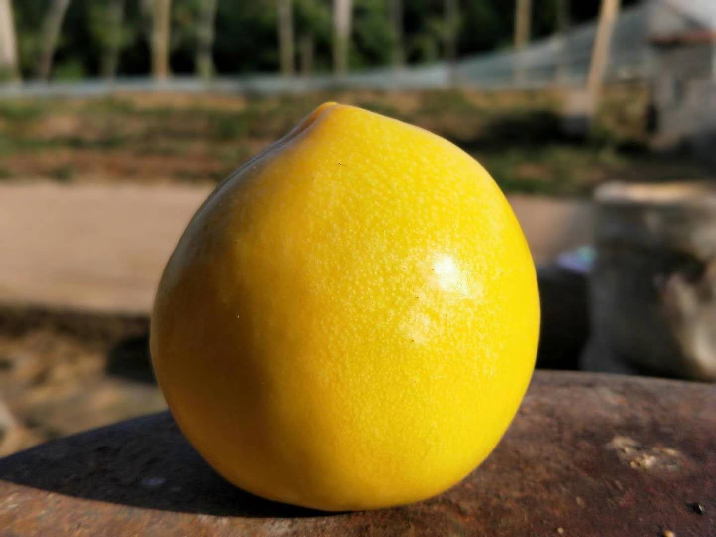 黄油桃果实特写