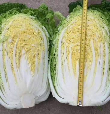 精品玲珑黄大白菜46斤市场出口专供