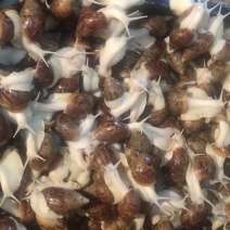 自己培育的高质量白玉蜗牛