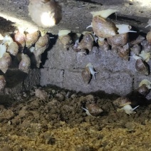 高产蛋率白玉蜗牛种。
