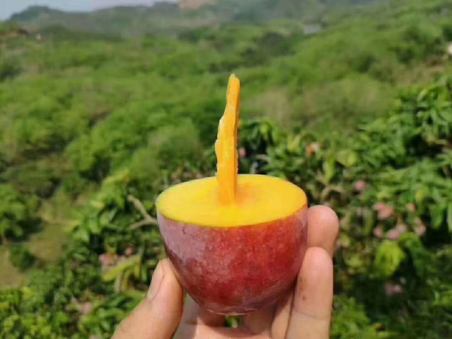 贵妃芒挑选与切开对比图