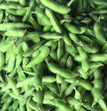 大毛豆大棚豆子当天现摘