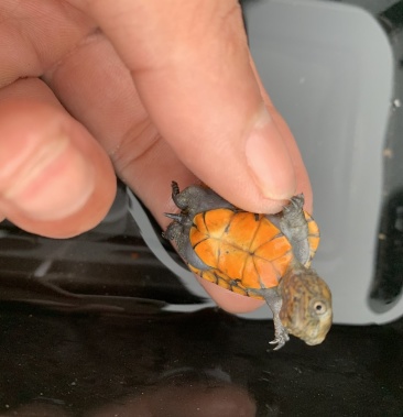 红面蛋龟红颊蛋龟小型宠物龟