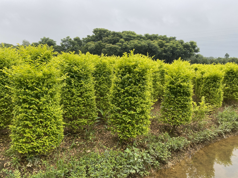 大叶女贞绿篱景观