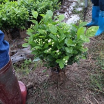 茉莉花苗、窝苗，杯苗、散苗，产地直发，大量供应