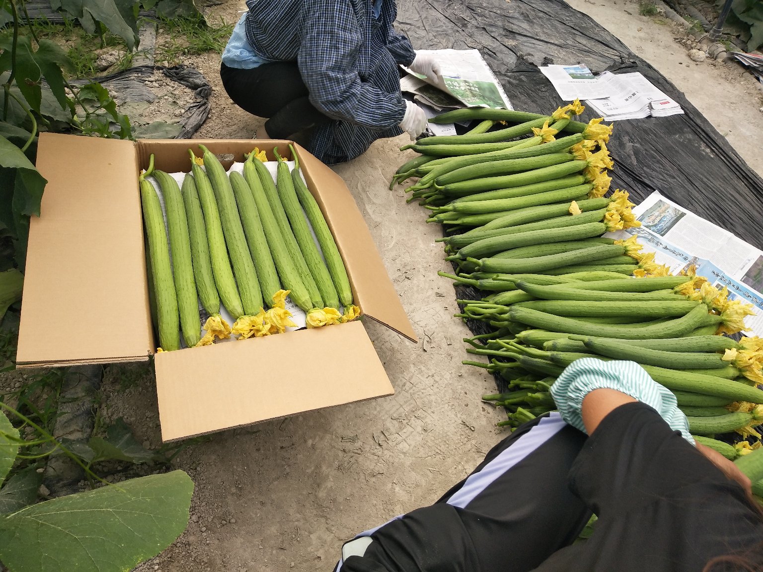 丝瓜保存对比图