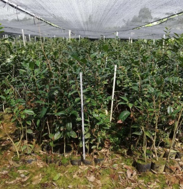 金花茶树苗一米到1米2防城金花茶苗长年批发