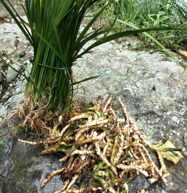 大深山裡的野野生石菖蒲