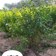 供应，大灌丛生木槿高度2米冠幅150