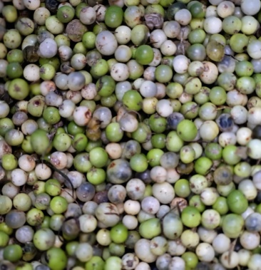 老熟大天冬种子,保证质量