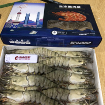 生冻黑虎虾，冷冻灭菌。
