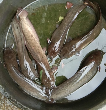 [土鲶鱼批发]本地塘角鱼价格8.00元/斤 - 一亩田