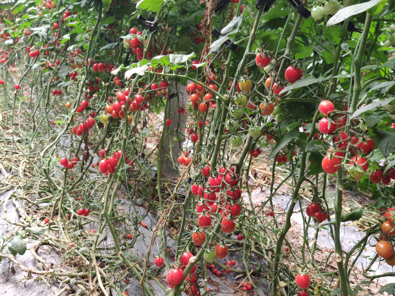 釜山88小番茄种植基地航拍图