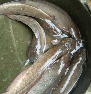 [胡子鲶批发]本地塘角鱼价格8.50元/斤 - 一亩田