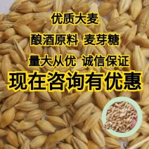 大量批发带皮大麦，皮大麦，可用于发芽大麦