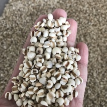 薏米薏米仁质量优价格美丽可批发