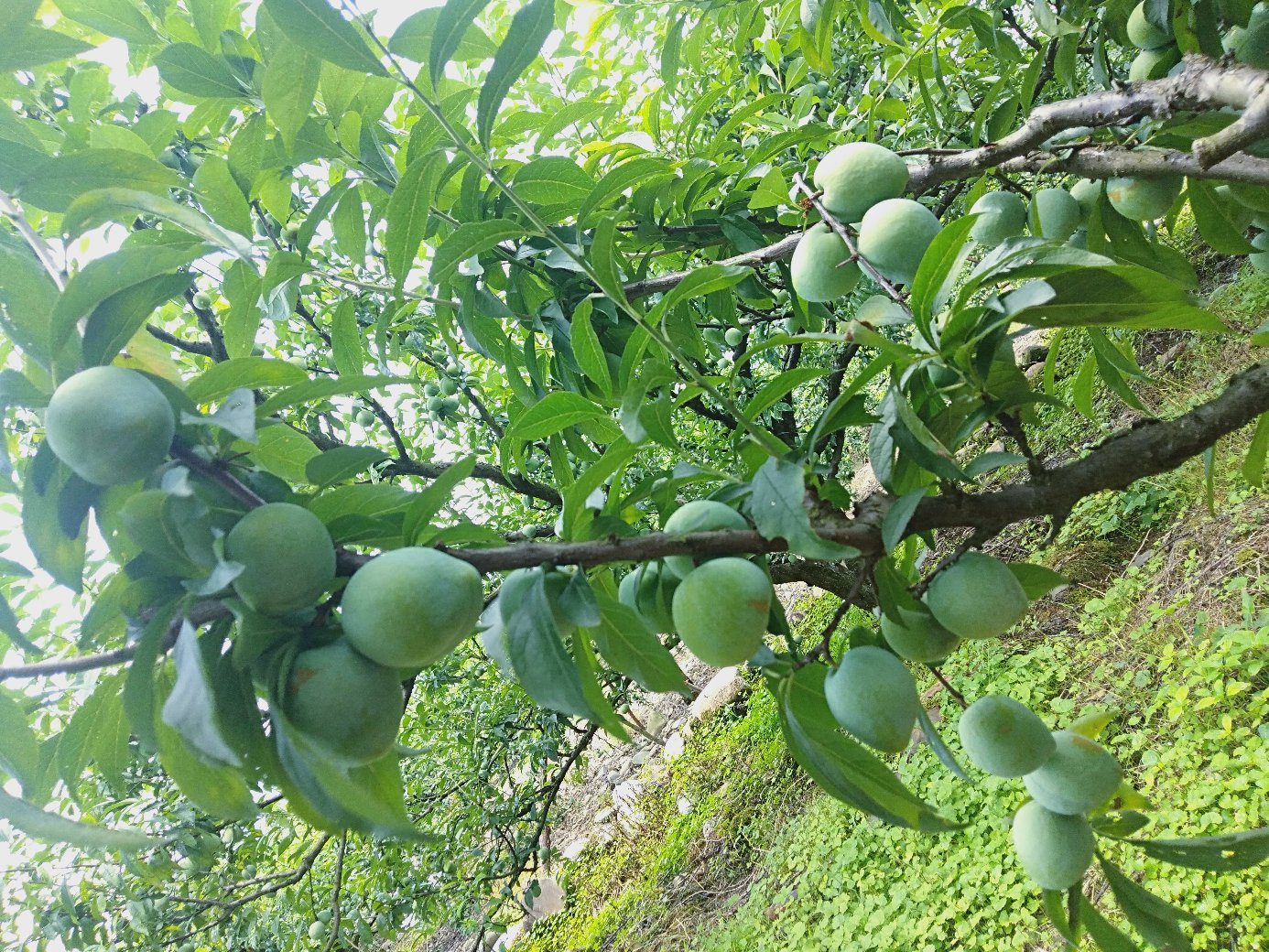 桃形李果园采摘场景