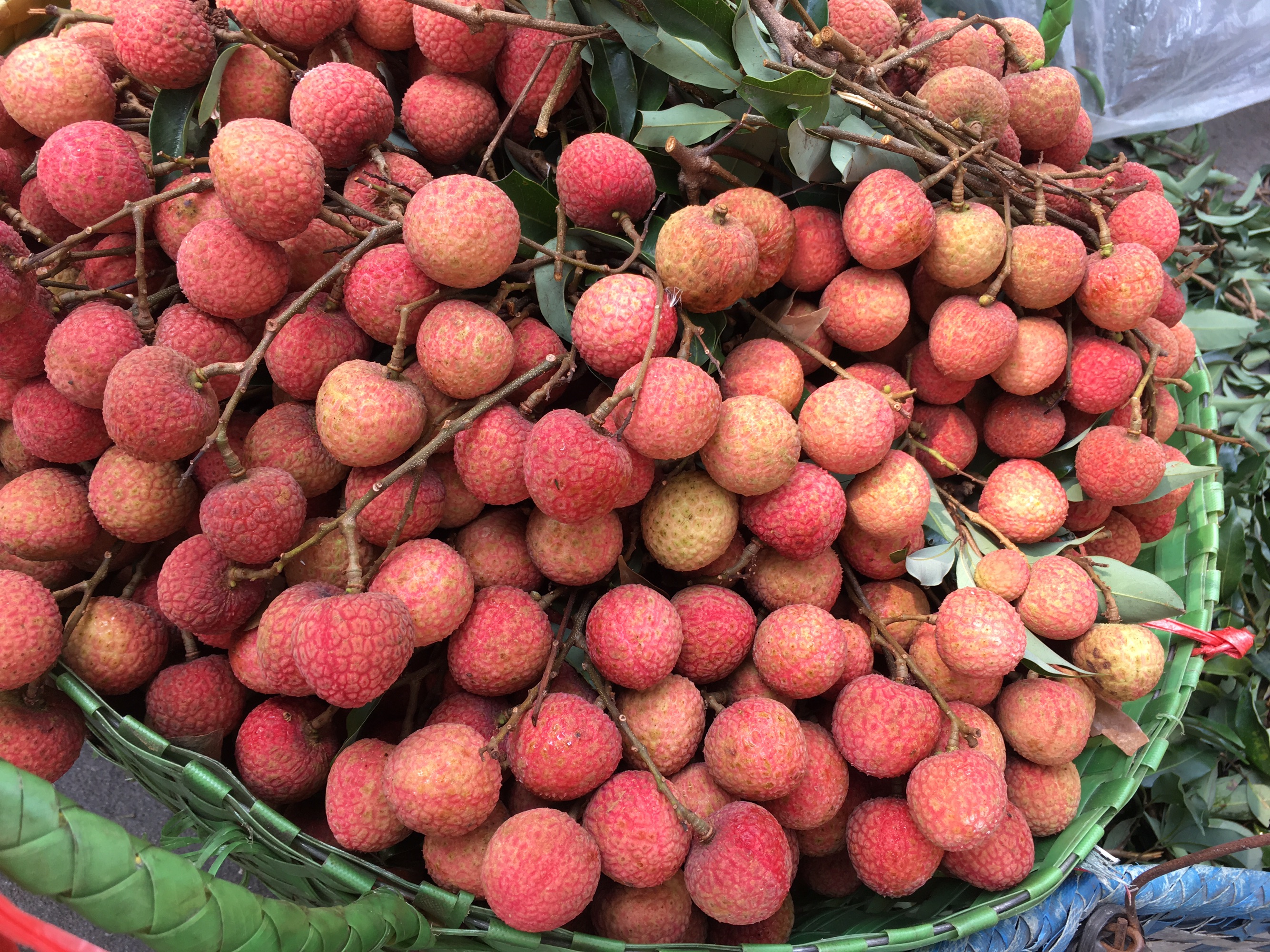 广西灵山新圩镇百年香荔古树挂果特写