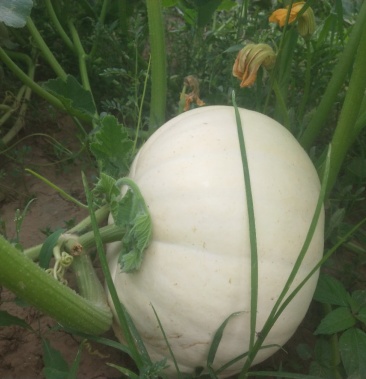 [南瓜批发]白南瓜价格0.35元/斤 - 一亩田