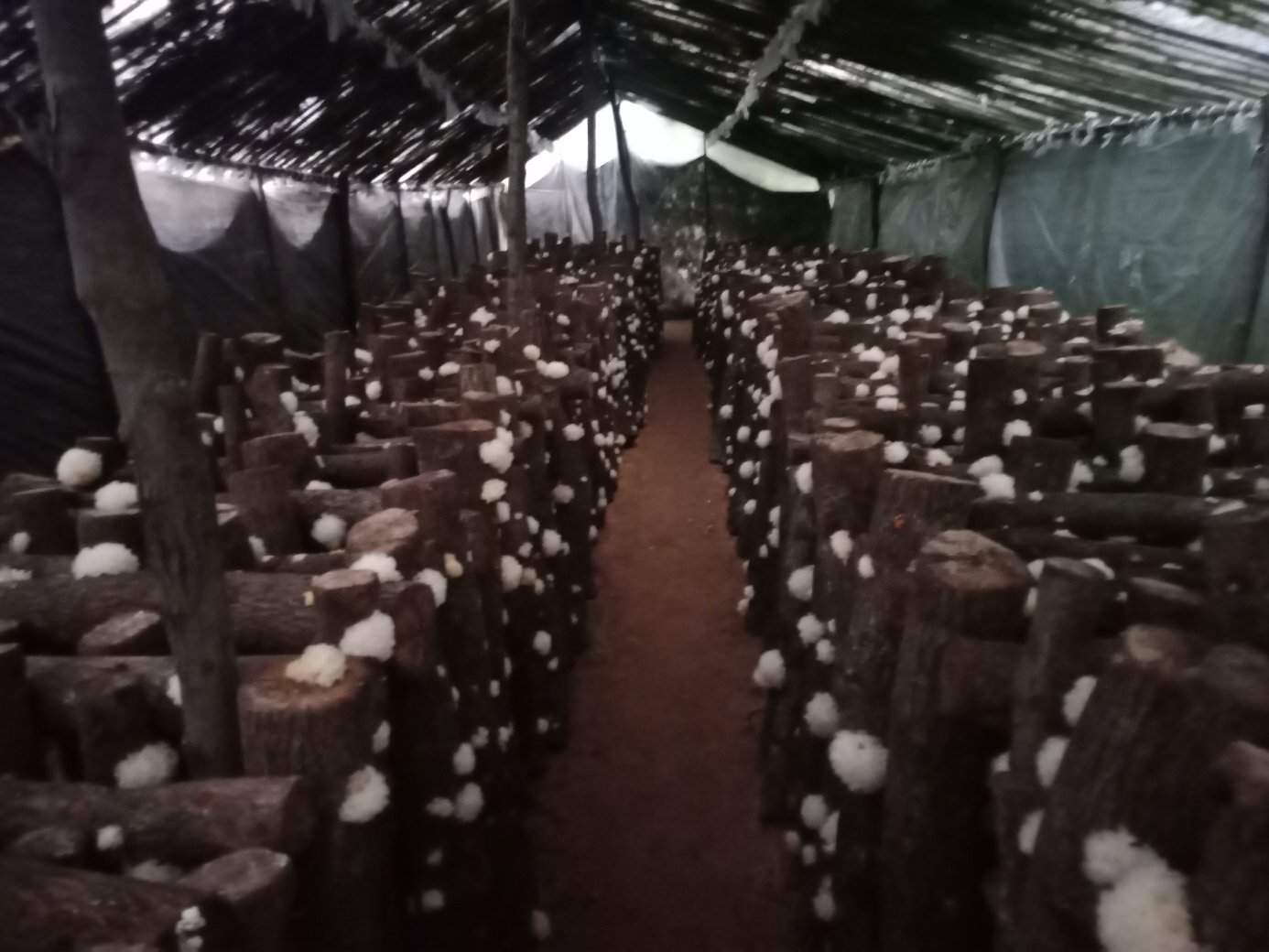 椴木银耳栽培实景图：长白山林区露天荫棚下整齐码放的浅褐色椴树木段，段面可见清晰白色银耳菌丝覆盖层及初生米白色小耳芽，背景为湿润雾气与阔叶林