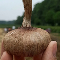 藏红花种球、基地直发、自产自发、量大从优