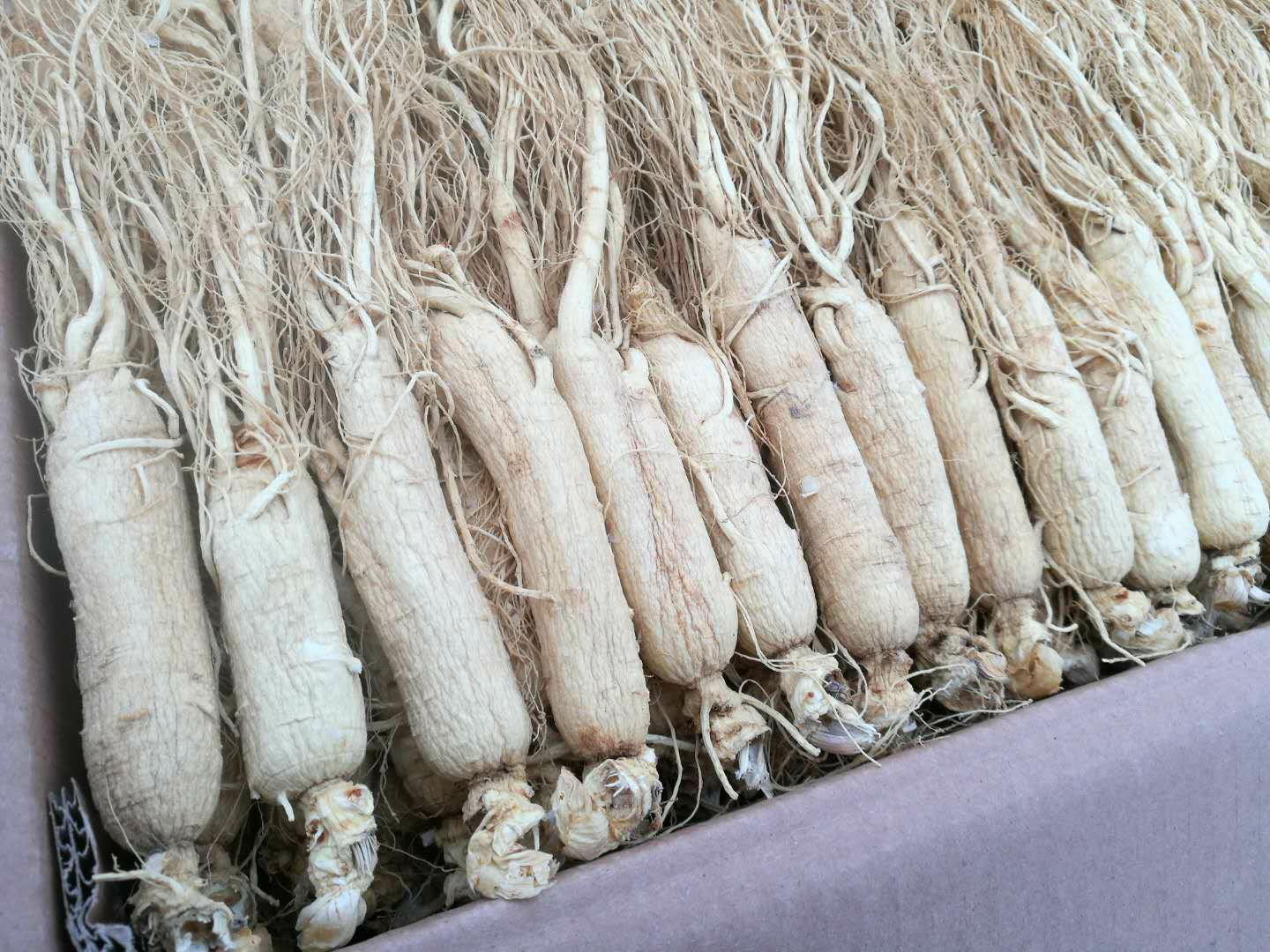 左侧为长白山有机种植基地刚采挖的鲜人参,表皮黄白、须根完整;右侧为传统竹匾晾晒的白参(淡黄白色)与高压蒸汽蒸制后切片的红参(深棕红色),直观展示两种工艺起始原料一致但终产物色泽、质地显著不同 长白山人参采收与初加工对比图