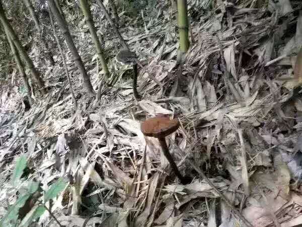 竹林中生长的竹灵芝全景