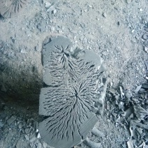 荔枝木炭，钢钢声杠杠的炭质量保证欢迎来电咨询